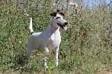 FOX TERRIER POIL LISSE 015